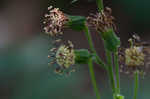 Rugel's Indianplantain <BR>Rugel's ragwort